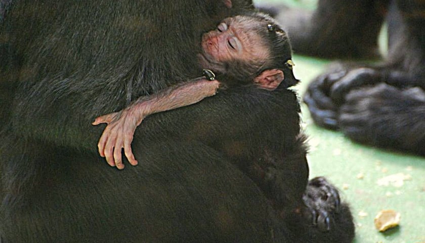 Zoo: konkurs na imię dla makaka – jeszcze dziś