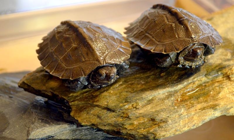 We wrocławskim zoo wykluły się dwa żółwiki olbrzymie