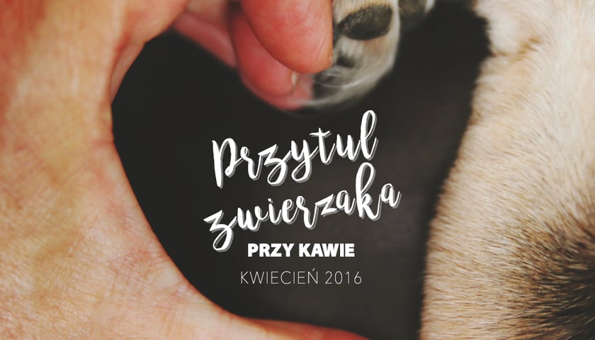 Kwiecień miesiącem pomagania schroniskom dla bezdomnych zwierząt