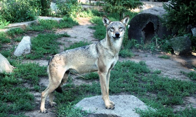 Bliskie spotkania z wilkami we wrocławskim zoo