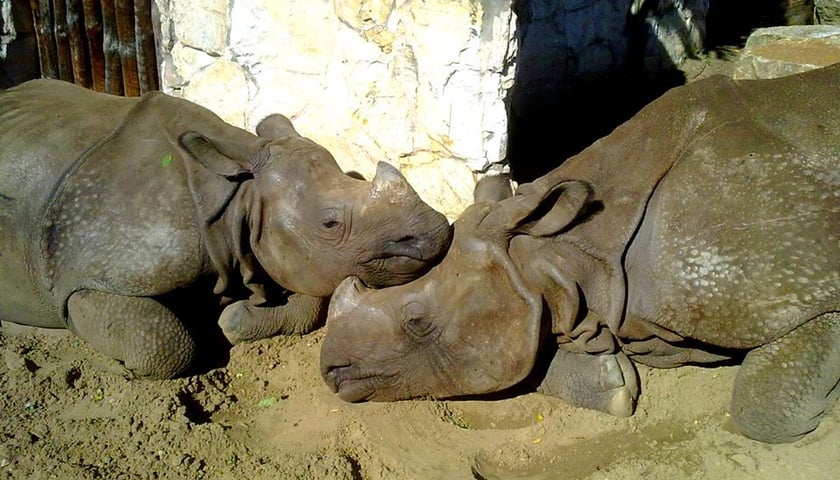 Zoo na ratunek ssakom Azji