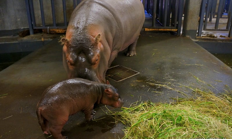 W zoo urodził się nowy hipopotam