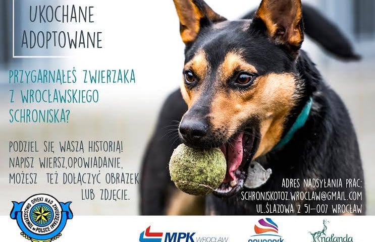 Trwa konkurs „UKOCHANE ADOPTOWANE”