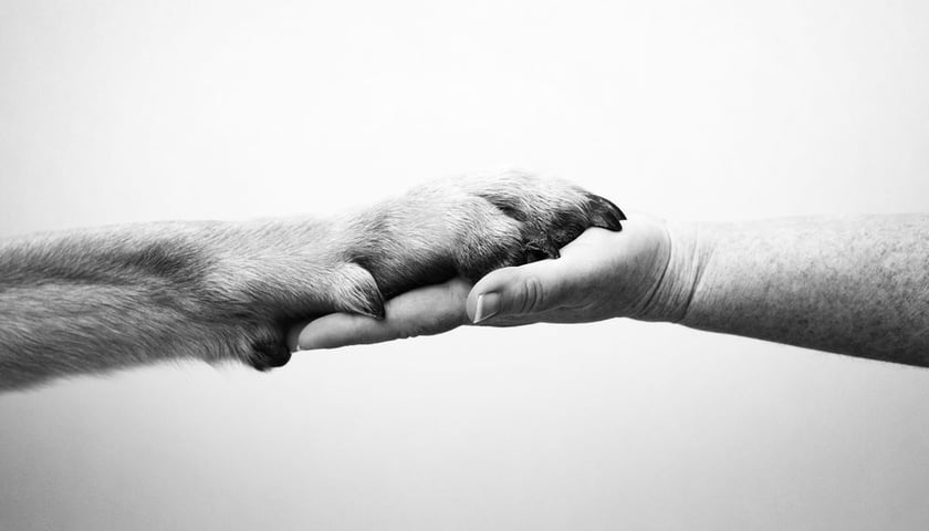 Wirtualna adopcja potrzebujących czworonogów