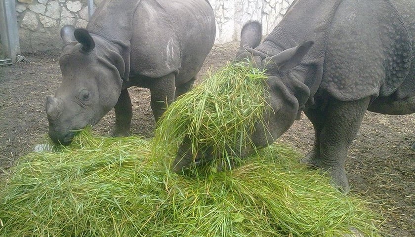 Ważenie nosorożców we wrocławskim zoo