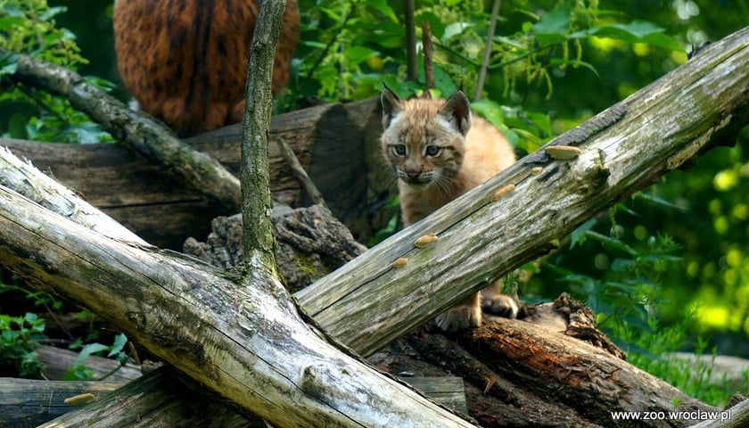 Centkowana niespodzianka w zoo [ZDJĘCIA]