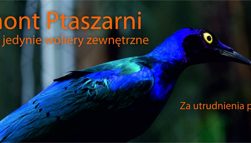Remont ptaszarni wrocławskiego zoo