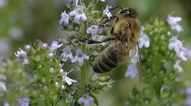 Już możesz hodować pszczoły we Wrocławiu