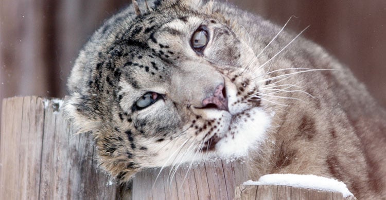 Kolejny etap rozwoju wrocławskiego zoo. Zamieszkają u nas irbisy