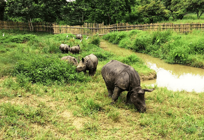 Międzynarodowy Dzień Nosorożca we wrocławskim zoo