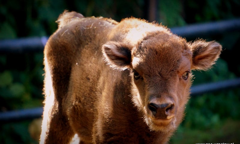 Mamy małego żubra w zoo. Jest piękny [ZDJĘCIA]