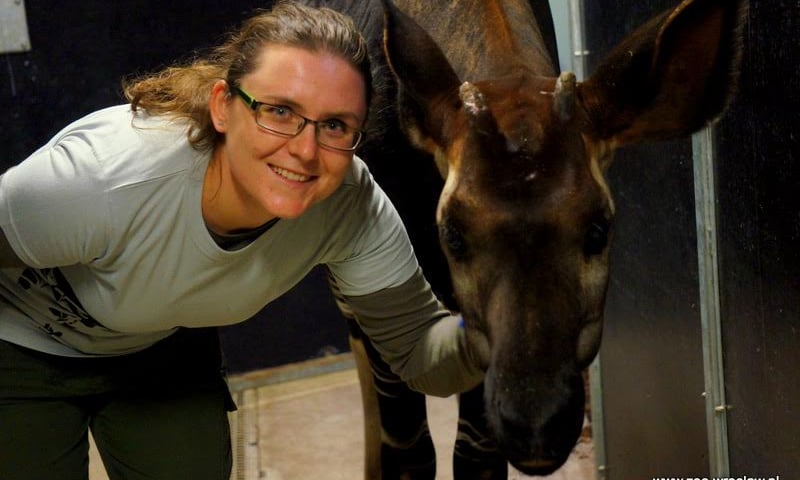 Na pomoc Okapi. Akcja wrocławskiego ZOO
