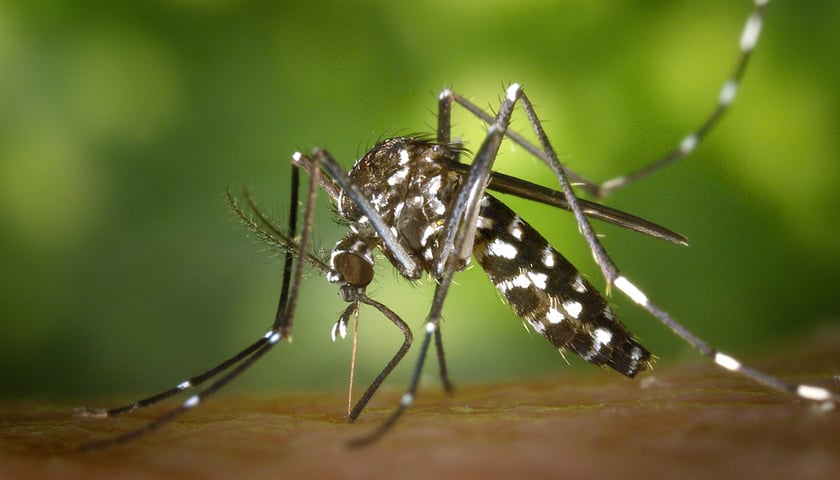 Rozpoczynają się opryski przeciw komarom