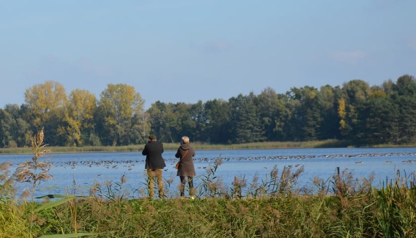 <p>Stawy Milickie w okolicy Rudy Sułowskiej</p>