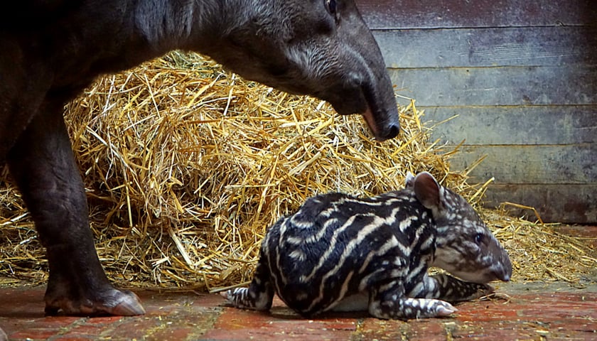 W zoo przyszedł na świat tapir [ZDJĘCIA]
