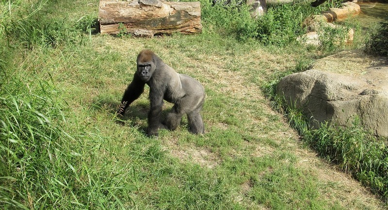 W zoo powstanie nowy pawilon dla goryli