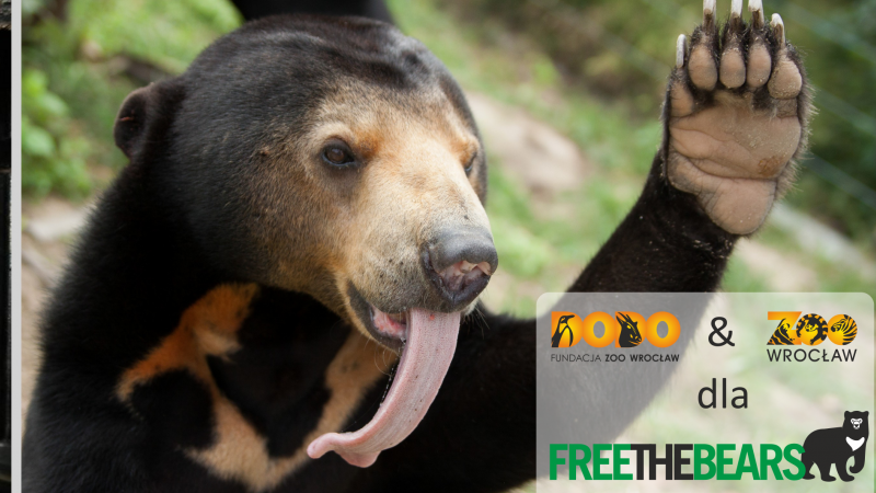 Trwa zbiórka Zoo Wrocław na ratowanie niedźwiedzi w Laosie