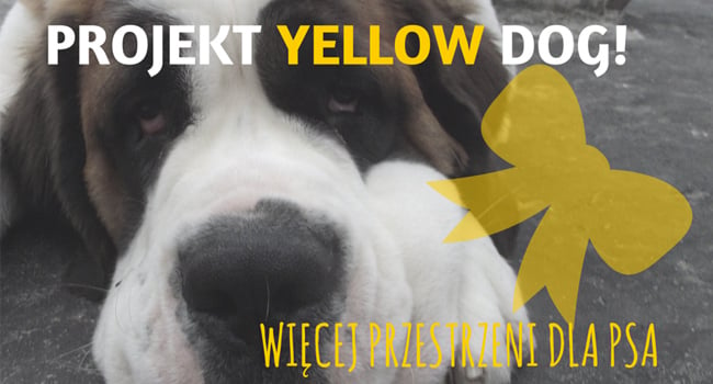 Projekt Yellow Dog we Wrocławiu – odbierz żółtą wstążkę