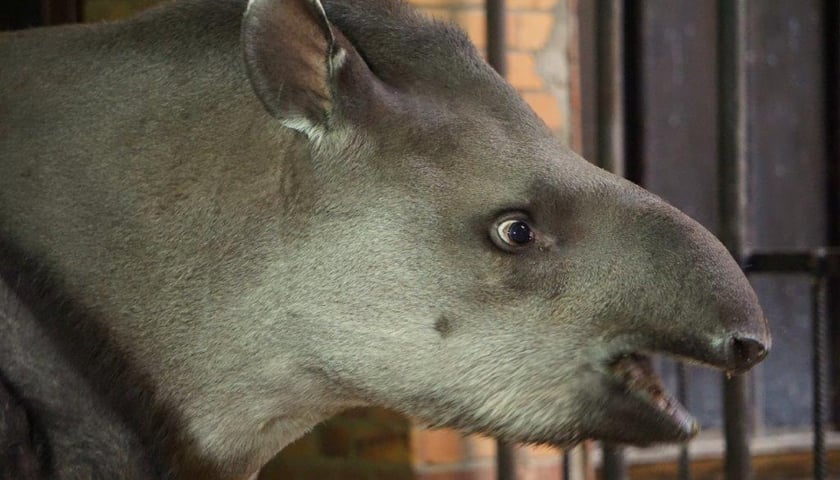 Drugie urodziny tapirzycy Sary z wrocławskiego ZOO