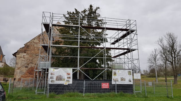 Arboryści z Wrocławia pomogli uratować najstarsze drzewo w Polsce