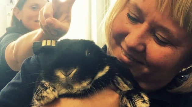 Królik na posterunku