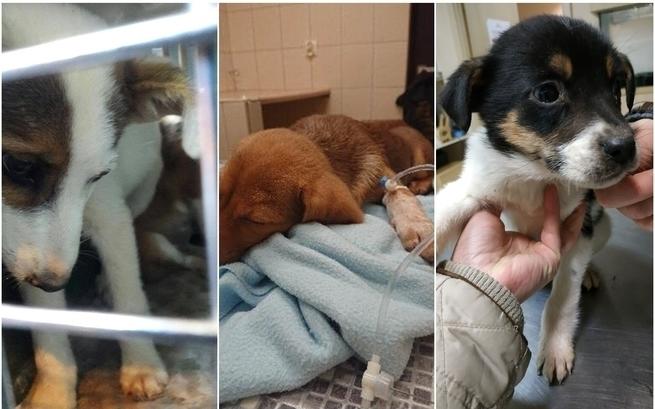 Wrocław przygarnie 30 psów ze schroniska w Radysach
