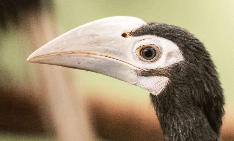 Sukces wrocławskiego zoo chcą powtórzyć w Azji