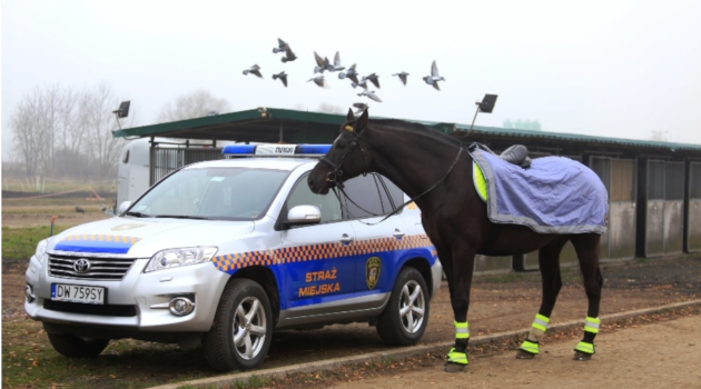 Straż miejska rekrutuje do patroli konnych