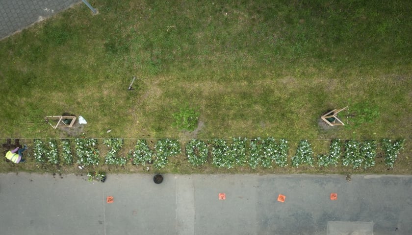 Napis z białych kwiatów pamięci ofiar koronawirusa na placu Strzegomskim