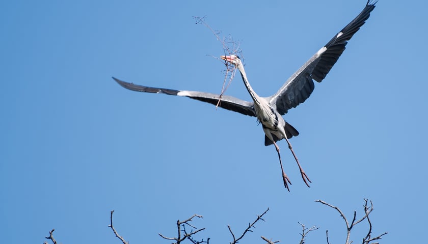 Czapla w Zoo Wrocław