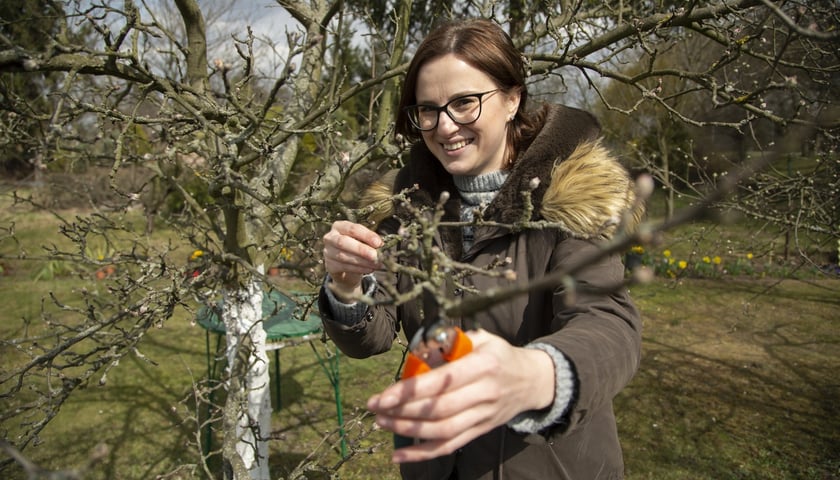 - Kwiecień to dobry czas na przycinanie drzewek owocowych - mówi Anna Melska, starszy instruktor ds. oświaty ogrodniczej OZD Wrocław