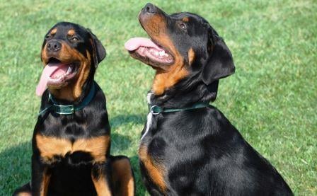 Porozmawiaj ze swoim psem