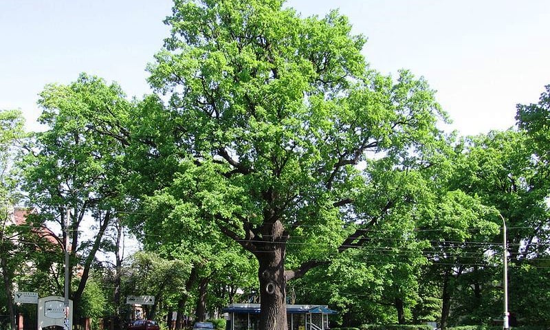 Dąbie – osiedle czystej perfekcji (II)