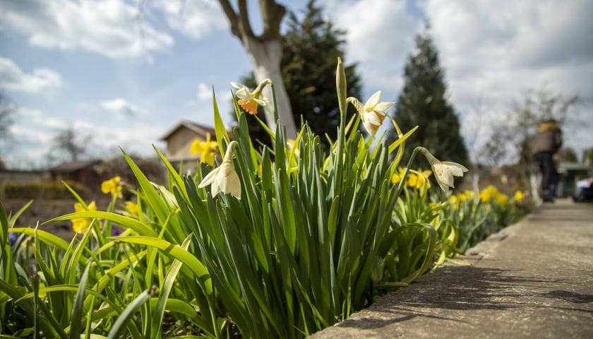 wiosna na wrocławskich ogródkach działkowych, zdjęcie ilustracyjne