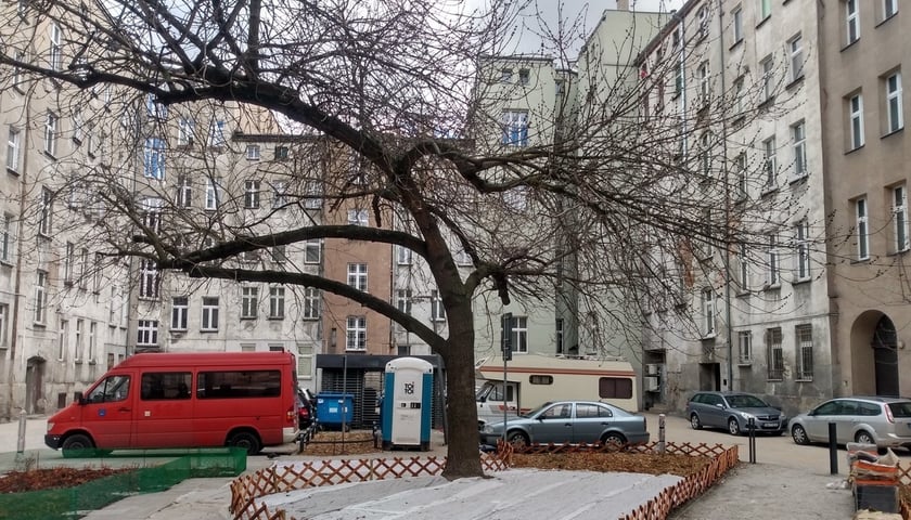 Na odnowionym podwórku dominuje wielkie drzewo. To bożodrzew gruczołowaty. W czasie letnich upałów daje cień i ochłodę mieszkańcom. Teraz będzie wieczorem podświetlany, zamontowanymi w gruncie lampami. Efekt powinien być wyjątkowo klimatyczny. 