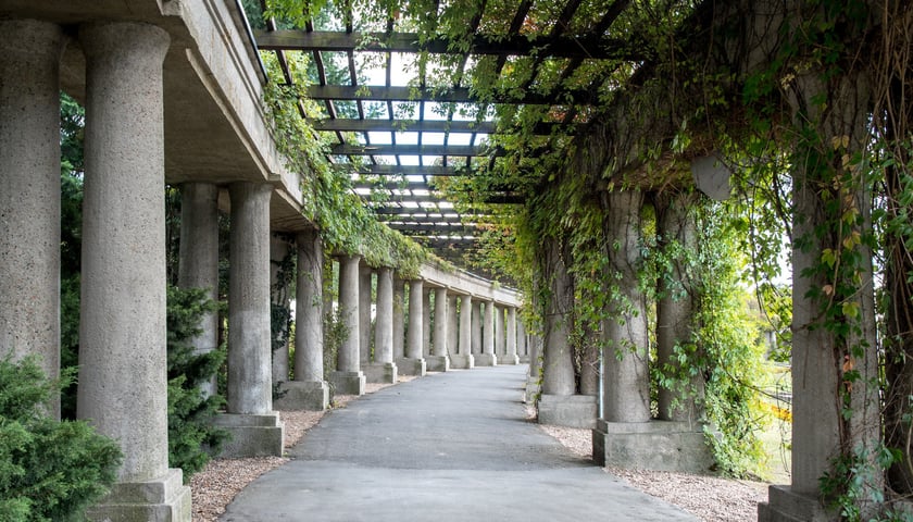 Pergola we Wrocławiu otoczona bluszczem.