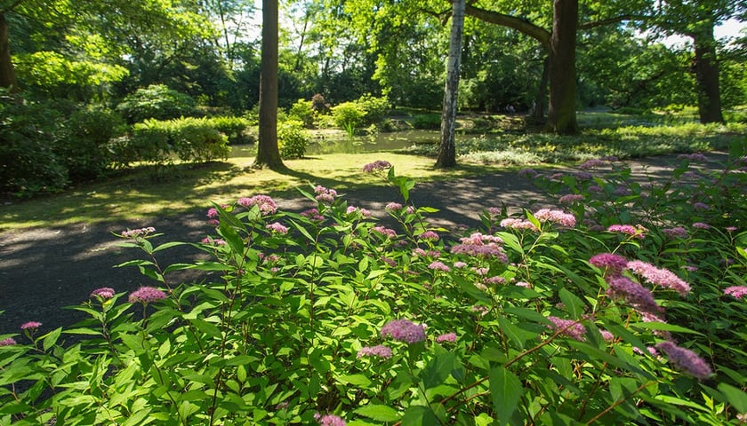 Park Szczytnicki we Wrocławiu