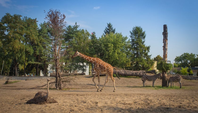 ZOO Wrocław