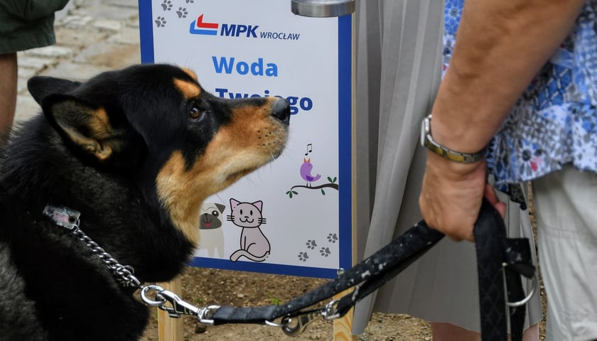 Miski z wodą pojawiły się na dziewięciu pętlach tramwajowych i autobusowych