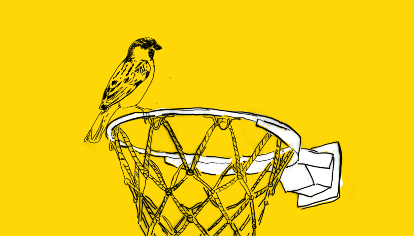 Rysunek przedstawia wróbla siedzącego na obręczy kosza używanego do gry w piłkę koszykową, żółte tło, grafika ilustracyjna.