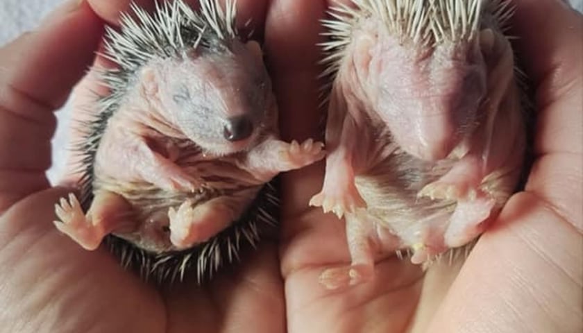 Jeżowe oseski potrzebują stałej opieki