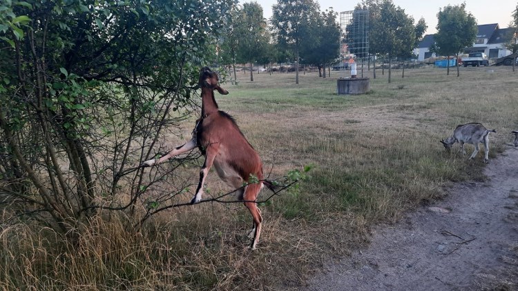 Kozy na ulicy Koziej na Maślicach są lokalną atrakcją...