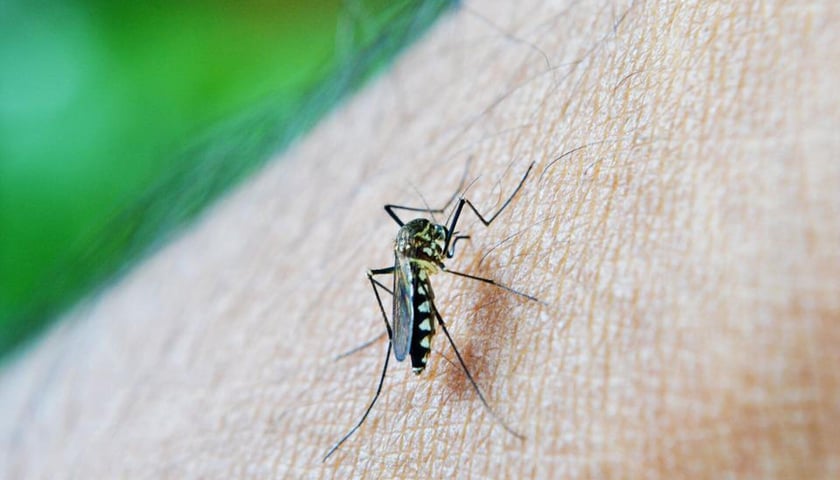 Sezon na komary trwa. Jak sobie z nimi radzić?