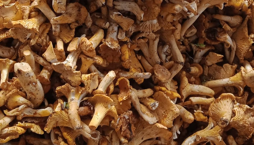 Choć jest sezon na kurki, to we Wrocławiu trudno je kupić