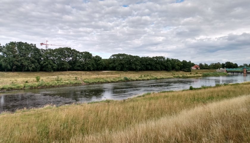 Susza hydrologiczna. Niski poziom wody w Odrze. Widok na wysychający kanał przeciwpowodziowy i pożółkłą trawę.