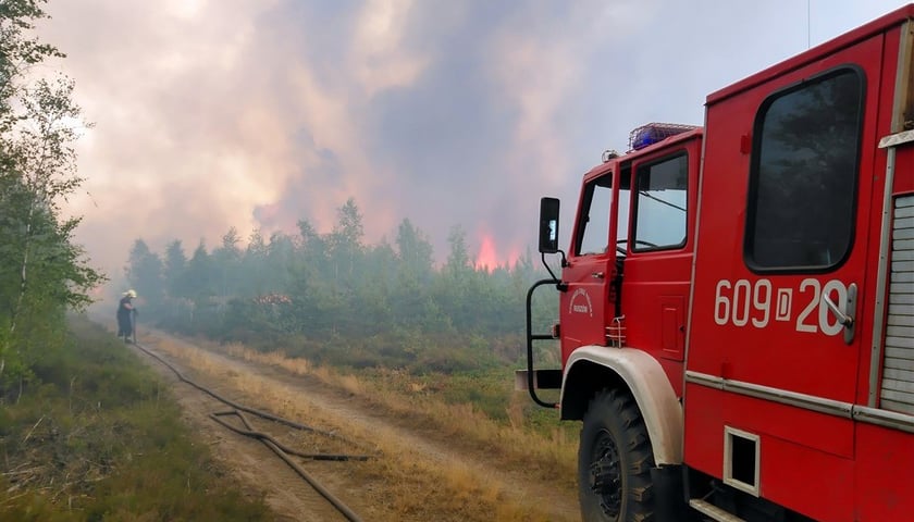 pożar lasu w okolicach Zgorzelca, czerwiec 2022