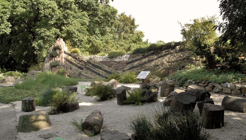 Profil geologiczny Wałbrzyskiego Zagłębia Węglowego autorstwa Heinricha Göpperta do dziś oglądać można we wrocławskim Ogrodzie Botanicznym