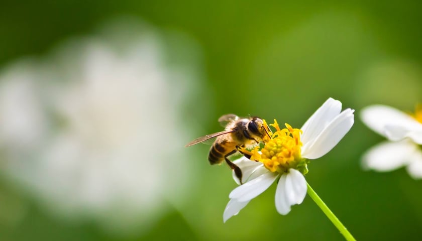 na zdjęciu pszczoła na tle białego kwiatu