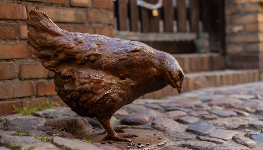 Kura - nowy członek stada w pomniku Ku Czci Zwierząt Rzeźnych