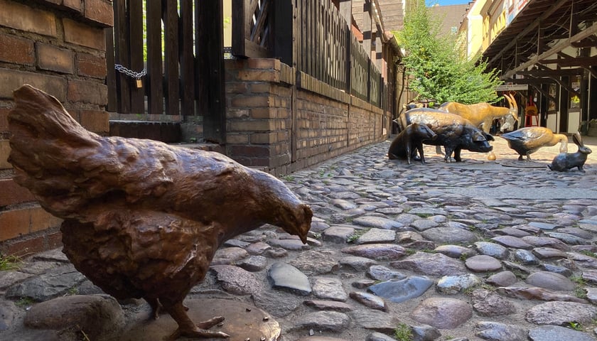 Kura - nowy członek stada w pomniku Ku Czci Zwierząt Rzeźnych
